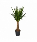 Yucca