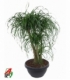 Beaucarnea