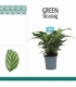 Calathea