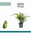 Ctenanthe