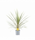 Cordyline