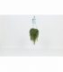 Peperomia