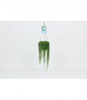 Senecio