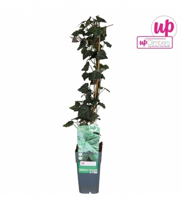 Hedera
