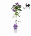 Clematis