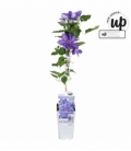Clematis