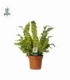 Asplenium