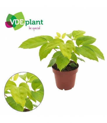 Schefflera