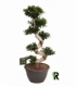Ficus