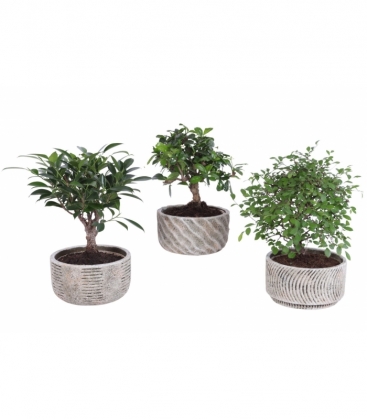 Bonsai