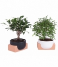 Bonsai