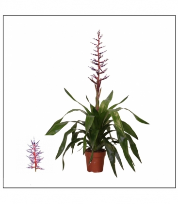 Aechmea