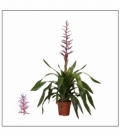 Aechmea