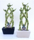 Dracaena