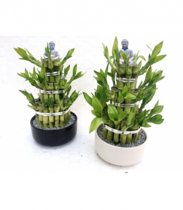 Dracaena
