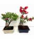 Bonsai