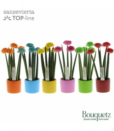 Sansevieria