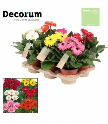 Gerbera