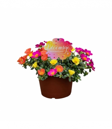 Portulaca