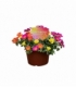 Portulaca