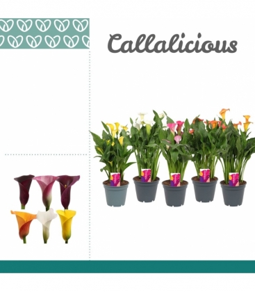 Zantedeschia