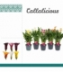 Zantedeschia