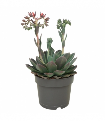 Echeveria
