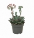 Echeveria