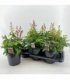 Astilbe