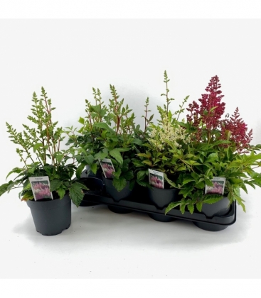Astilbe