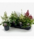 Astilbe