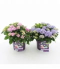 Hydrangea