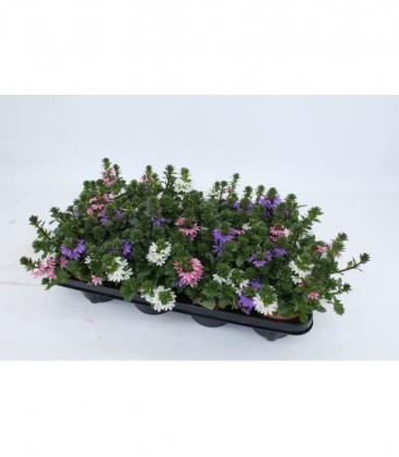 Scaevola