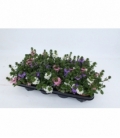 Scaevola