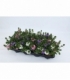 Scaevola