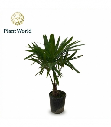 Trachycarpus