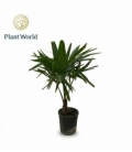 Trachycarpus