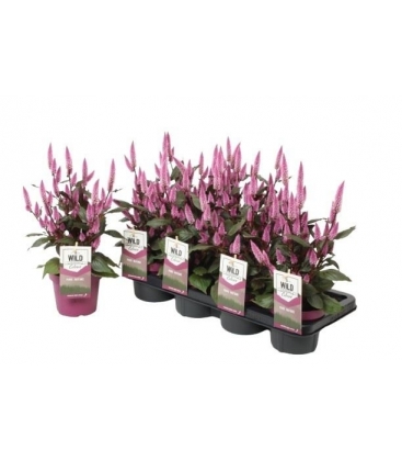 Celosia