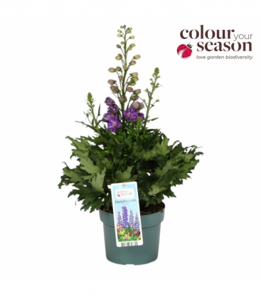 Delphinium