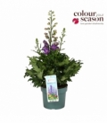 Delphinium