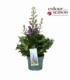 Delphinium