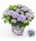 Hydrangea
