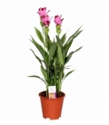 Curcuma