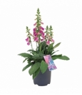 Digitalis