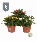 Helichrysum