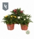 Helichrysum