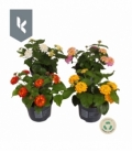 Lantana