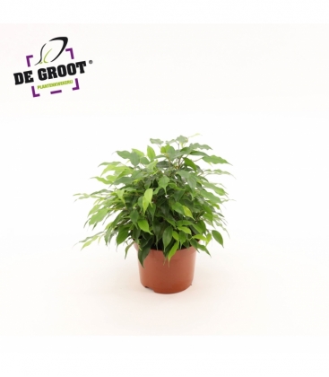 Ficus