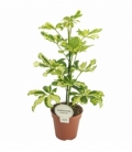 Schefflera