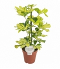 Schefflera